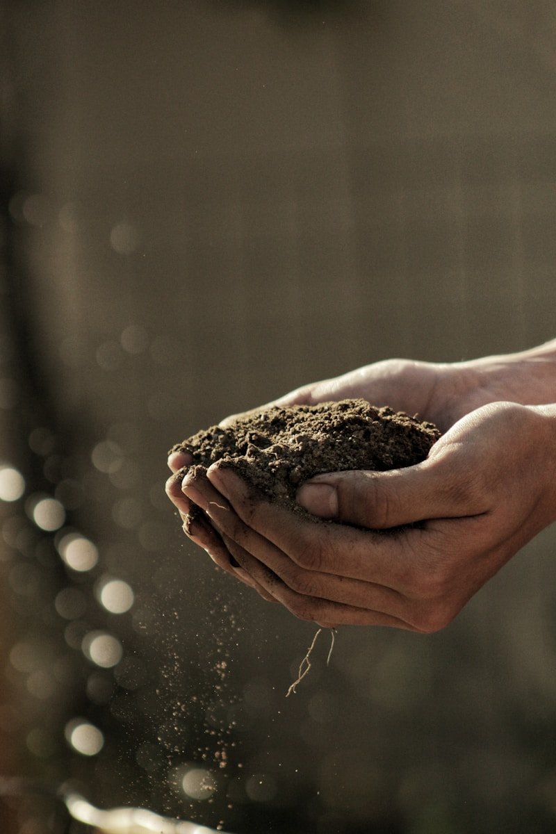 Jardinería Gines Spina de Mar - bokeh photography of person carrying soil
